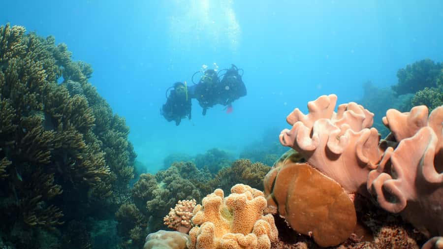 Cairns: Ocean Spirit Great Barrier Reef Full Day Tour - Food, reef talks, and a well-paced day