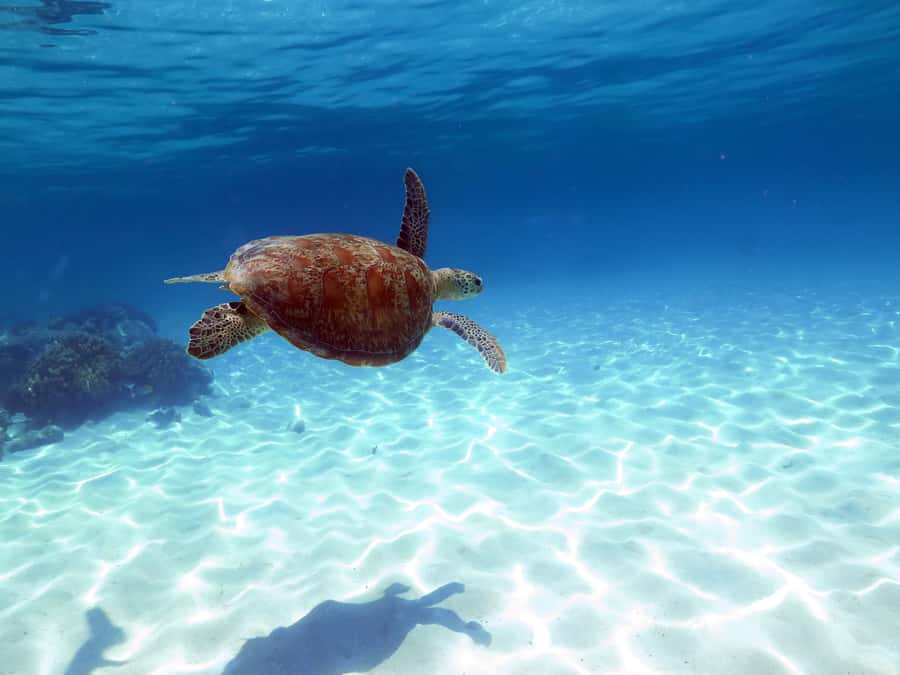 Cairns: Ocean Spirit Great Barrier Reef Full Day Tour - Why Michaelmas Cay is the main event