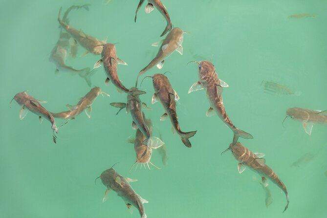 Catamaran Adventure: Sailing and Swimming in the Bacalar Lagoon - Who will enjoy this Bacalar outing most