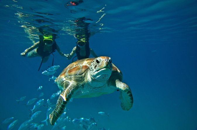 Catamaran and Snorkeling Cruise At Carlisle Bay - The booking problem you should take seriously