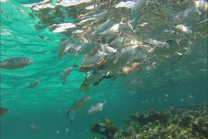 Catamaran and Snorkeling Party with Drink Included in Punta Cana - How much value do you get for $59?