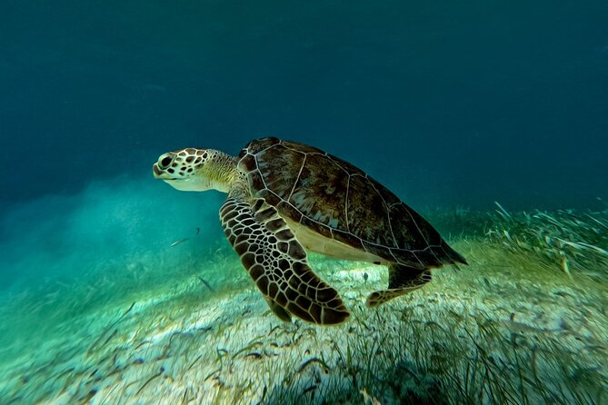 Catamaran Cruise in Riviera Maya With Snorkeling & Beach Club - The real price: $85 plus the costs that matter