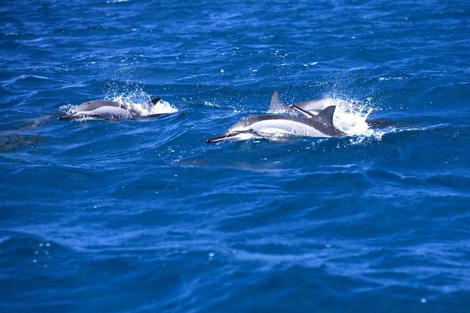 Catamaran Cruise to Ile Aux Bénitiers: Dolphin watch, Crystal Rock & Transfer - Tamarin Bay and the dolphin search