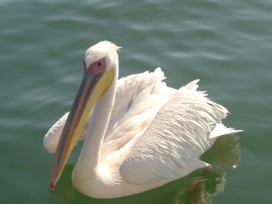 Catamaran Dolphin Cruise and Sandwich Harbour Tour - From Swakopmund to Walvis Bay in 40 minutes
