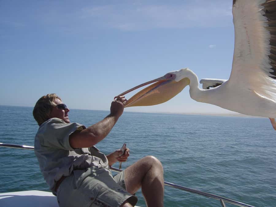 Catamaran Dolphin Cruise and Sandwich Harbour Tour - Oysters, sparkling wine, and a relaxed middle of the day