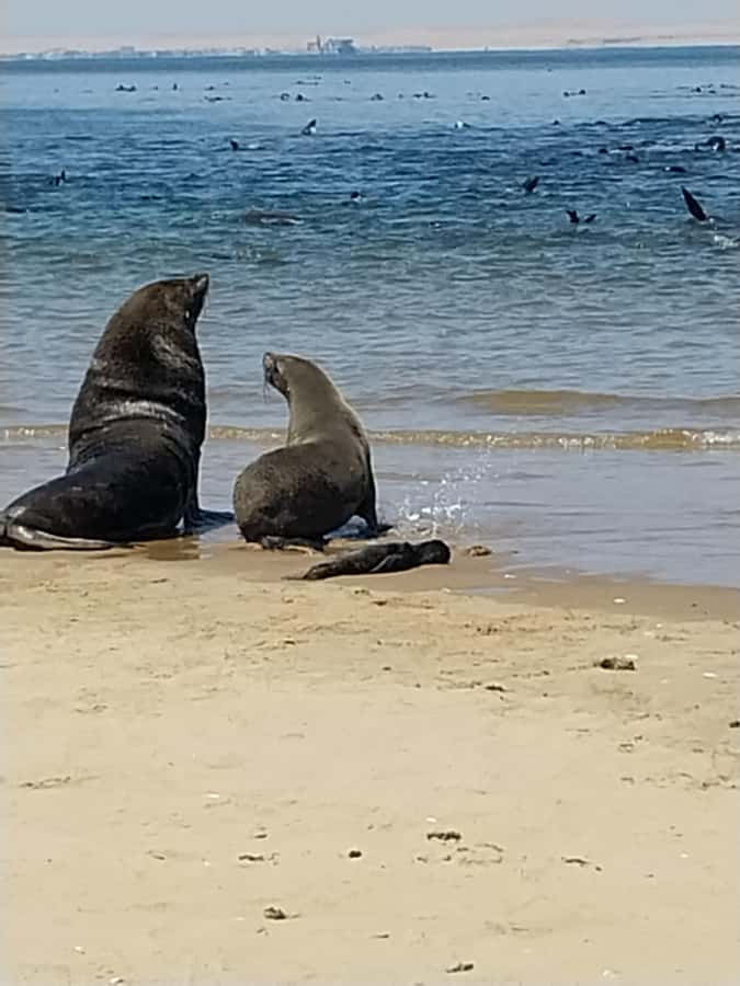 Catamaran Dolphin Cruise and Sandwich Harbour Tour - A light lunch in the dunes