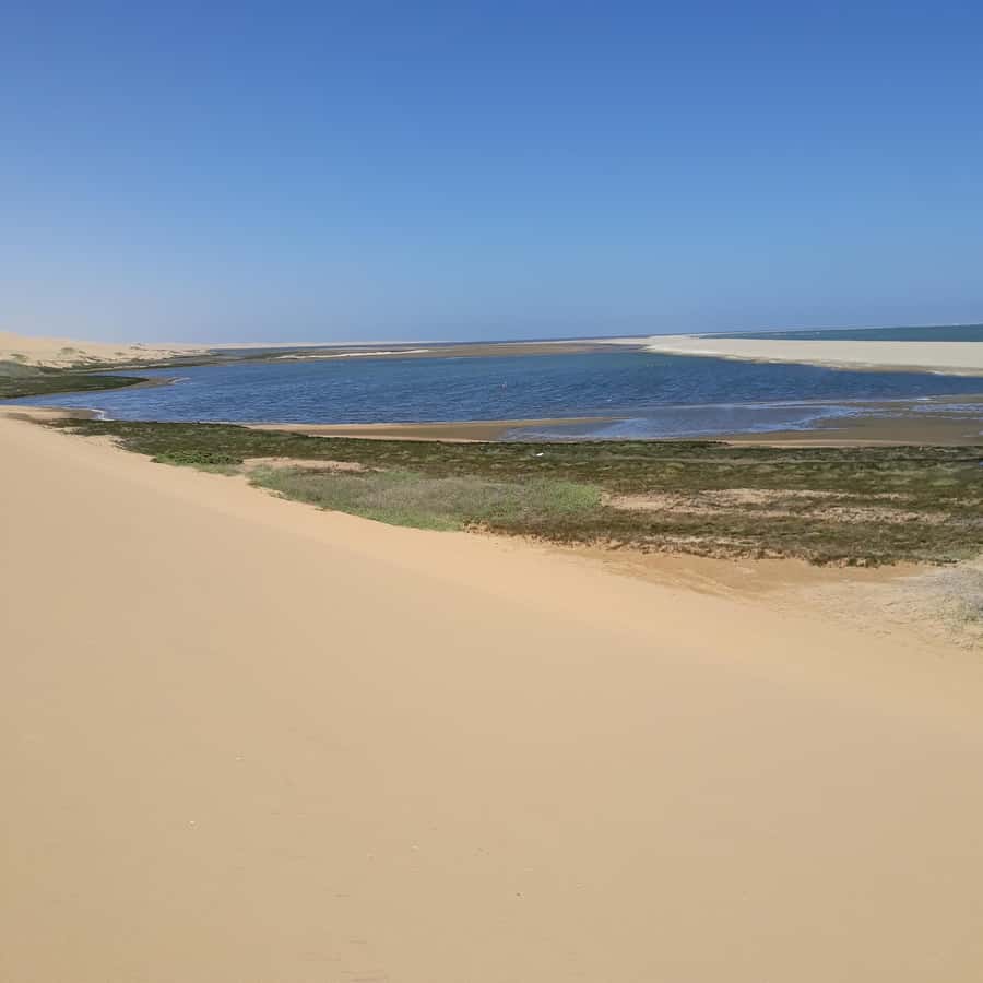 Catamaran Dolphin Cruise and Sandwich Harbour Tour - Choosing the right expectations for wildlife