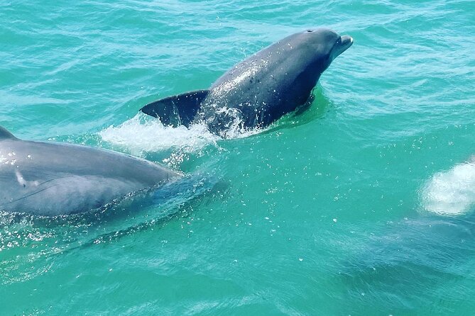 Catamaran Dolphin Cruise in Myrtle Beach with Barrier Island Stop - Searching for dolphins in the open ocean