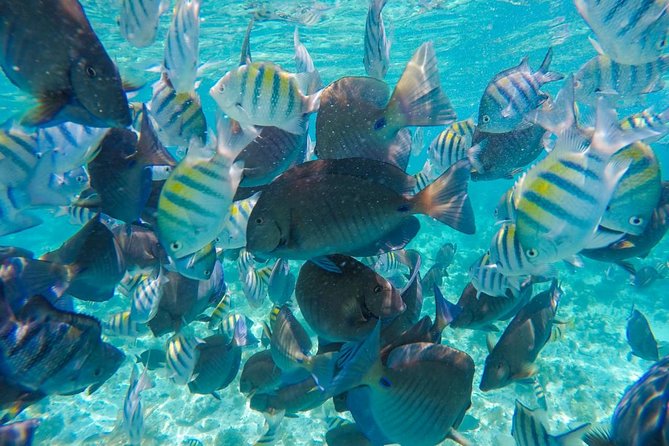Catamaran Group Sightseeing, Snorkeling Tour Isla Mujeres - One hour to make your own plan on Isla Mujeres