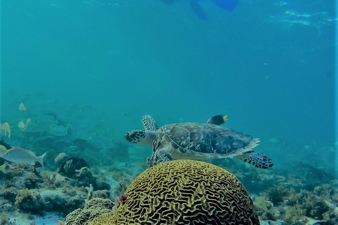 Catamaran Group Sightseeing, Snorkeling Tour Isla Mujeres - Playa Norte, the promised beach highlight
