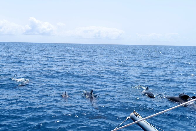 Catamaran Half Day - Beautiful day on the Atlantic Ocean - Who will enjoy this trip most?