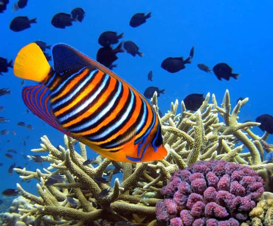Catamaran Mauritius Cruise in the North Coasts - Snorkeling at Coin de Mire