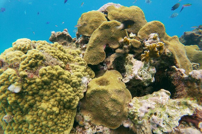 Catamaran Party Cruise with Snorkeling & BBQ - BBQ, drinks, and the party atmosphere