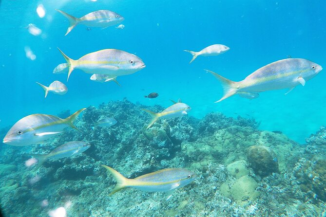 Catamaran Party Cruise with Snorkeling & BBQ - Sunset possibilities and weather limits