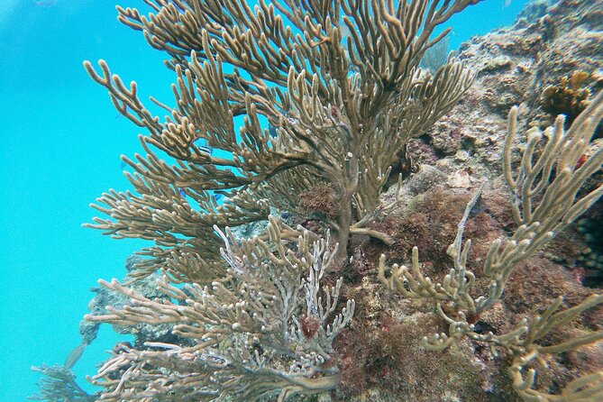 Catamaran Party Cruise with Snorkeling & BBQ - Who will enjoy this cruise most