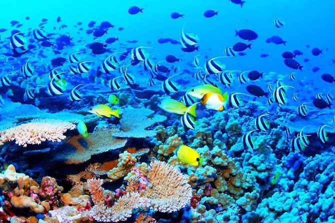 Catamaran Sail and Snorkeling Tour with Open Bar in Puerto Morelos - Pickup, timing, and practical planning