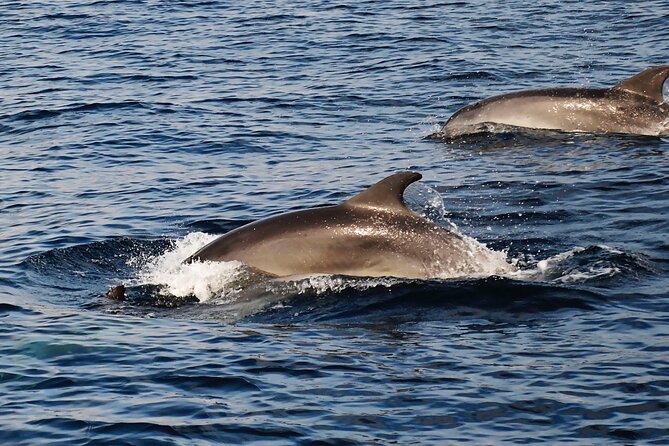 Catamaran Sailing Experience Manilva Tapas Drink Dolphins Swim Stop - The swim stop and snorkeling gear