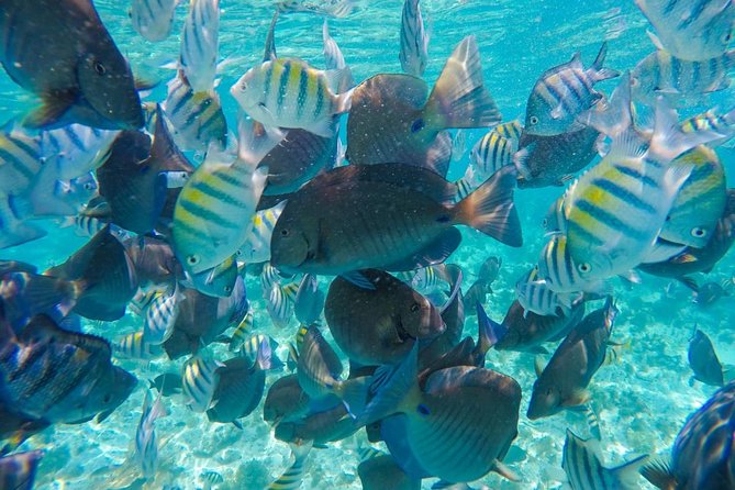 Catamaran Sailing Experience & Snorkeling Tour to Isla Mujeres - Buffet lunch, bottled water, and the open bar