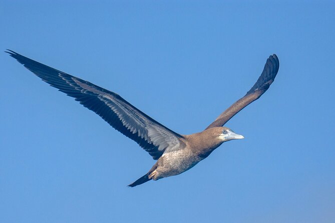 Catamaran Sailing Tour or Whale Watching at Boa Vista - What the Small Group Really Adds