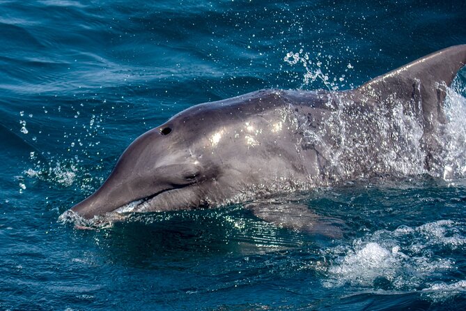 Catamaran Sailing Tour or Whale Watching at Boa Vista - Who Will Enjoy This Boat Trip Most