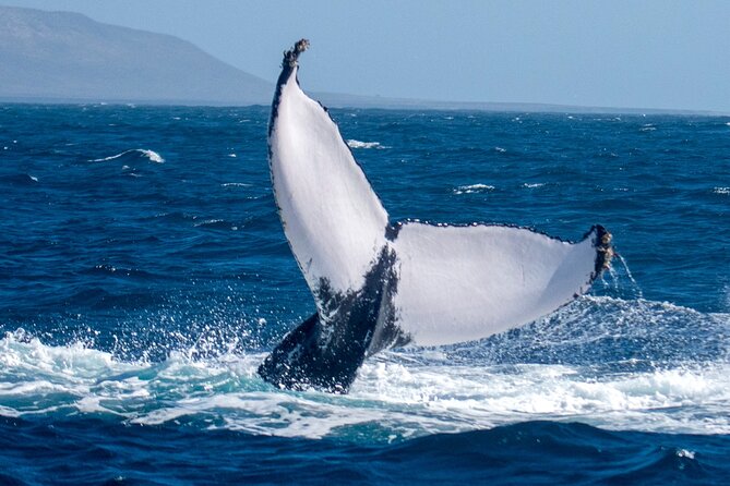 Catamaran Sailing Tour or Whale Watching at Boa Vista - A Few Things to Know Before You Go