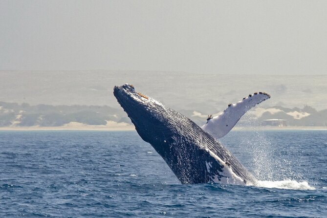 Catamaran Sailing Tour or Whale Watching at Boa Vista - Winter Whale Watching Under Sail