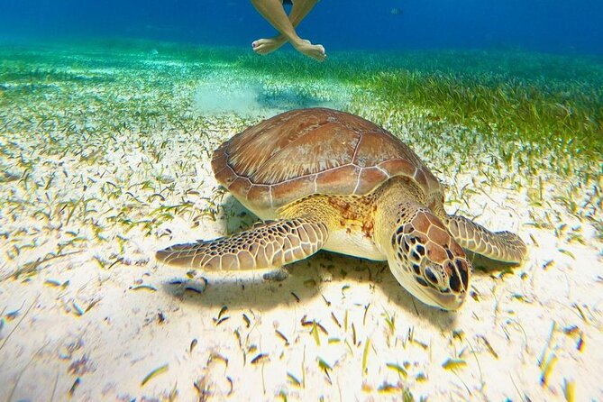Catamaran Sky Tour in Cozumel - Key points to know before booking