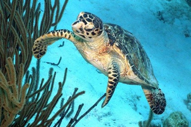 Catamaran Snorkel & BBQ Sail (cruise friendly) - Why this four-hour Bonaire sail works so well