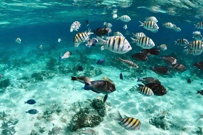 Catamaran Snorkel & Beach Day with Turtles - A compact Nassau outing with three different moods