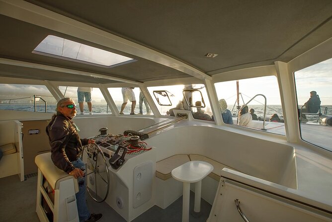 Catamaran Sunset Champagne Cruise Cape Town - Wildlife is possible, but not promised