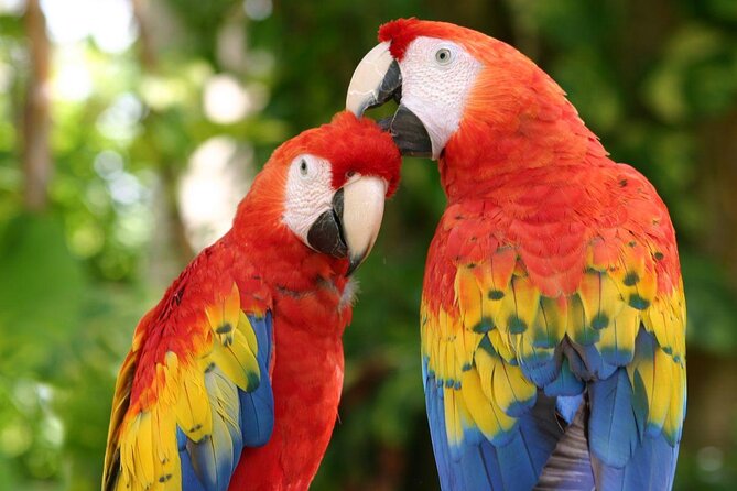 CATAMARAN to Isla Mujeres, Snorkel & Beach Club by Xcaret - Key points before you book