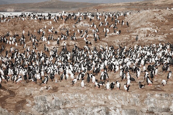 Catamaran Tour through the Beagle Channel and Penguins in Isla Martillo - Views across the Beagle Channel