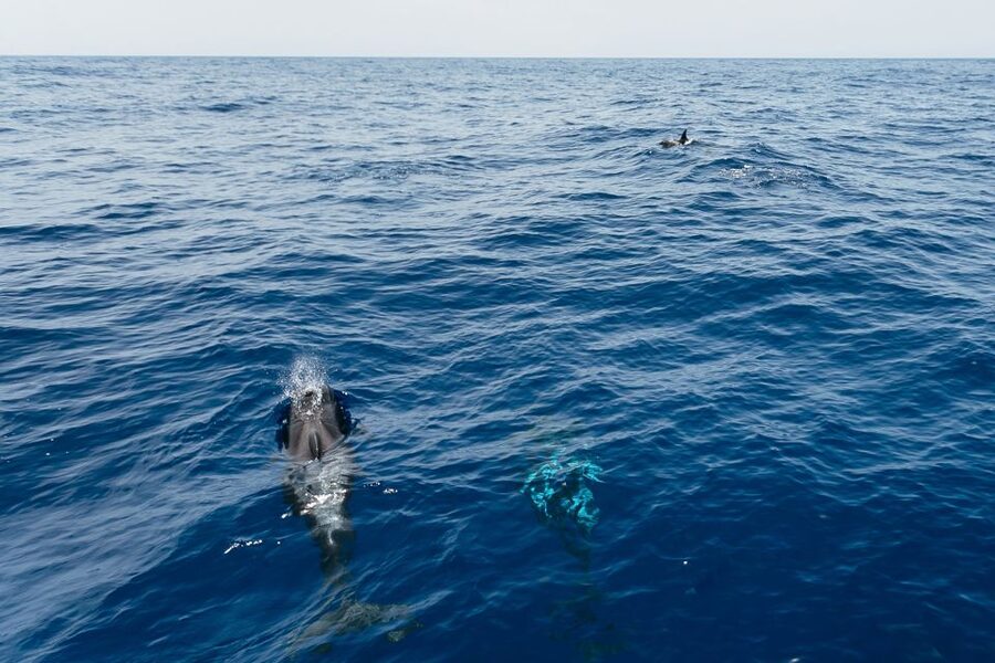 Costa Adeje: Whale Watching Catamaran Tour with Drinks - Key points to know before booking