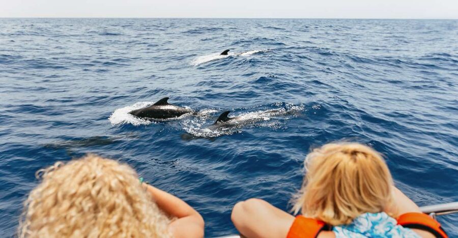 Costa Adeje: Whale Watching Catamaran Tour with Drinks - The first wildlife search, pilot whales close to shore