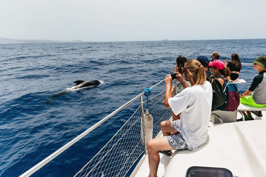 Costa Adeje: Whale Watching Catamaran Tour with Drinks - Drinks, sandwiches, and the real value at $41
