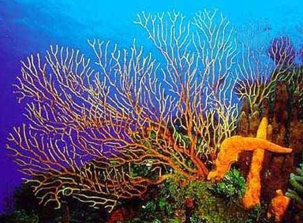 Cozumel Catamaran Experience with Snorkeling & Beach Club - Key points to know before booking