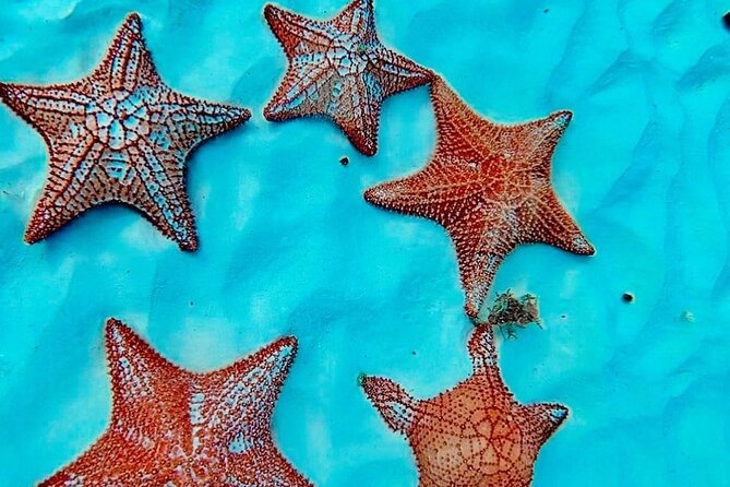 Cozumel Catamaran Fun: Snorkeling, Open Bar & Water Park - El Cielo’s shallow water and starfish