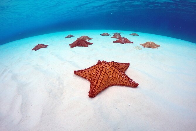 Cozumel Catamaran Snorkel Tour: El Cielo & Palancar with lunch - Is $86 a fair price?