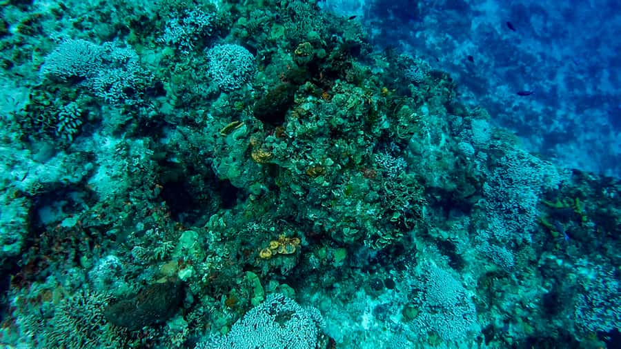 Cozumel Catamaran Snorkeling Tour & lunch - FAQ