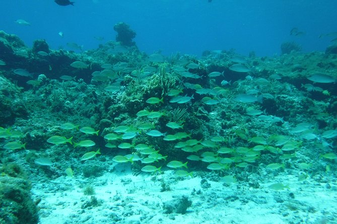Cozumel Catamaran Snorkeling Tour & Lunch (Hotel Pick Up) - What the snorkeling portion is really like