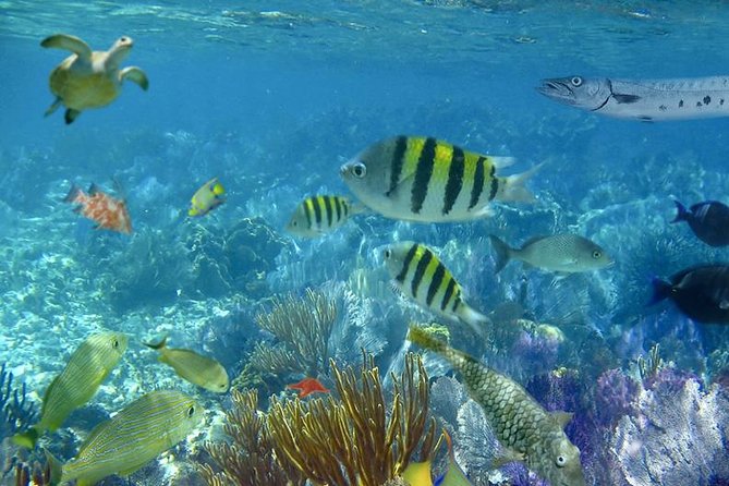 Culebra Snorkeling Tour by Catamaran from Fajardo - The afternoon beach: Flamenco or Culebrita