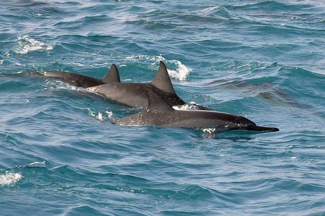 Deluxe Snorkel & Dolphin Watch Aboard a Luxury Catamaran from Kailua-Kona - Timing, price, and booking details that matter