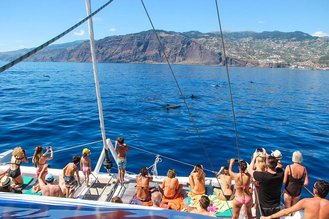Dolphin and Whale Watching Catamaran Cruise from Funchal - Setting out from Funchal Marina