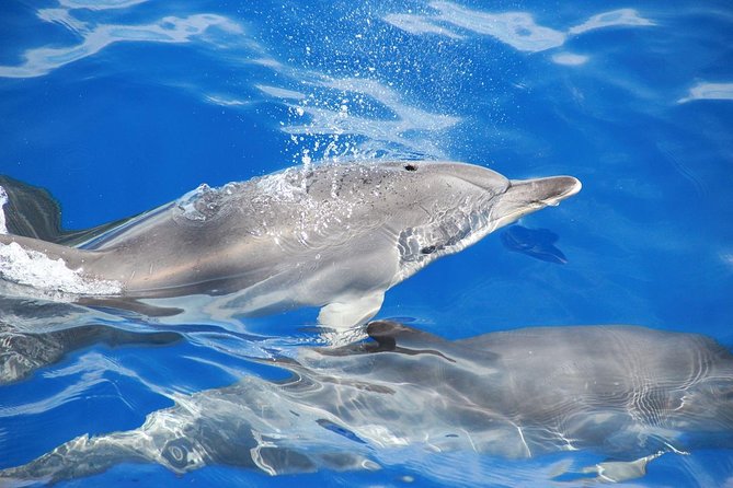 Dolphin and Whale Watching Catamaran Cruise from Funchal - Is $48.27 good value?