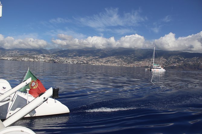 Dolphin and Whale Watching Catamaran Cruise from Funchal - Who should choose this catamaran?