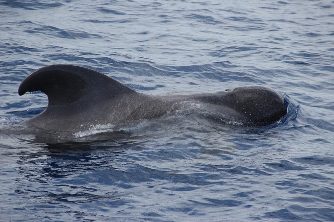 Dolphin and Whale Watching Catamaran Cruise from Funchal - Booking, weather, and cancellation details