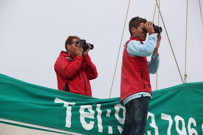 Dolphin and Whale Watching Catamaran Cruise from Funchal - The search for dolphins and whales