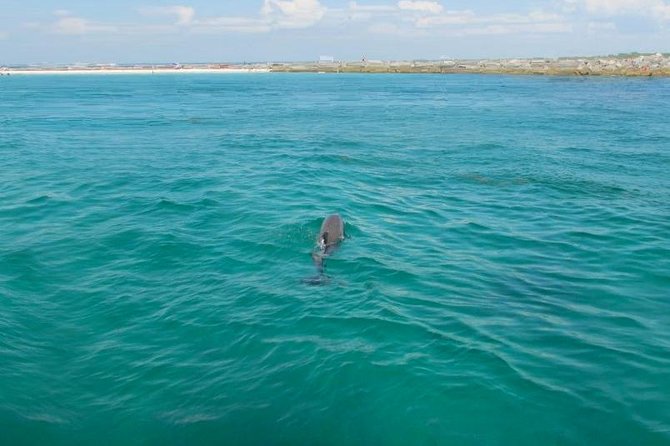Dolphin Sightseeing Tour on the Footloose Catamaran - Captains, Crew, and Onboard Service