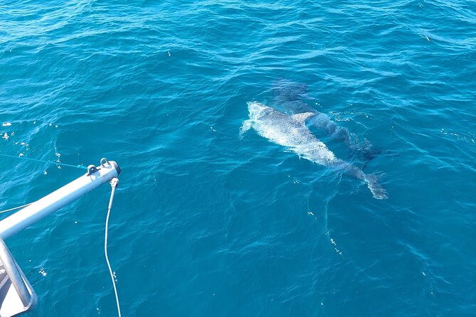 Dolphin trips on a catamaran - The boat, crew, and atmosphere