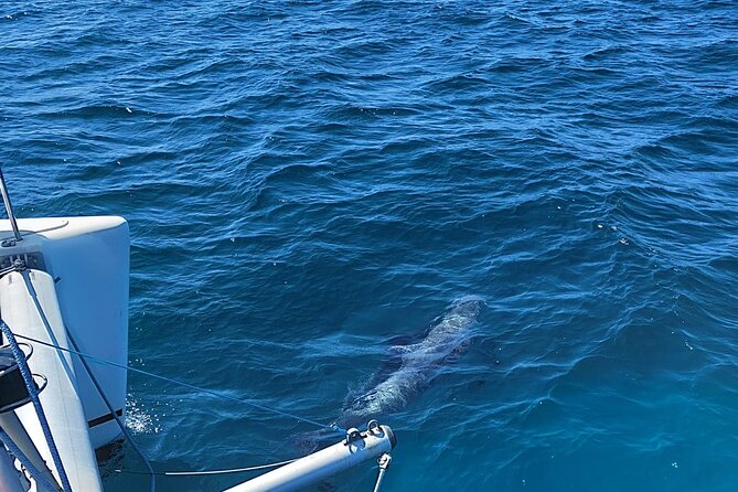 Dolphin trips on a catamaran - How weather changes the plan